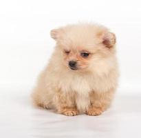 Pommeren spitz puppy op een witte achtergrond foto