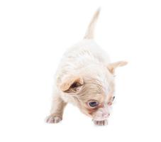 grappige puppy chihuahua poseert op een witte achtergrond foto