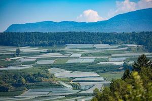 appelgewassen uit de val di non in trentino italië foto