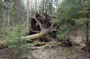 een omgevallen grote boom in het bos. de boom heeft grote wortels foto