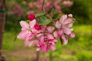 appel malus rudolph-boom, met donkerroze bloesems op de wazige bokeh-achtergrond. lente. abstract bloemenpatroon foto