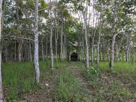 het landschap in de rubberplantages van kalimantan foto