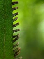 close-up foto, wild groen, mooie achtergrondfoto foto