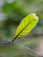 macrofotografie, mooie en unieke natuurlijke groei foto