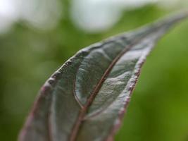 macrofotografie, mooie en unieke natuurlijke groei foto