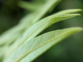 macrofoto, focus, detail van gebladerte van wilde planten foto