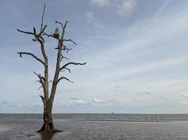 prachtig uitzicht op het strand en de bomen foto