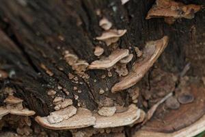 harige beugel op hout foto