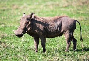 het wrattenzwijn op savanne in de ngorongoro-krater, Tanzania, Afrika. foto