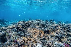 onderwater koraalrif en vissen in de indische oceaan, maldiven. foto