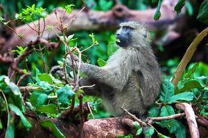 baviaan aap in afrikaanse bush foto