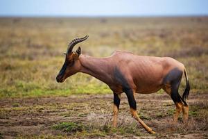 topi op savanne in serengeti, afrika foto