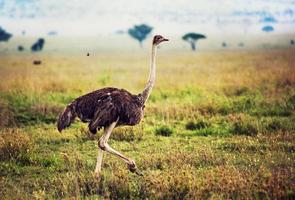 struisvogel op savanne, safari in tanzania, afrika foto