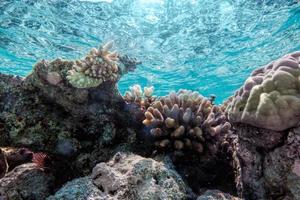 onderwater koraalrif en vissen in de indische oceaan, maldiven. foto