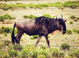 gnoes ook wel gnu genoemd op de afrikaanse savanne foto