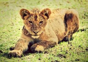 een klein leeuwenwelpportret. Tanzania, Afrika foto