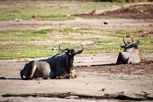 gnoes, gnu op afrikaanse savanne, kenia foto