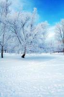 besneeuwde winterlandschap foto