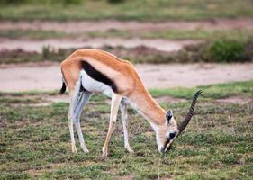 thomson's gazelle op savanne in afrika foto