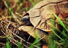 wilde luipaardschildpad close-up, tanzania afrika foto