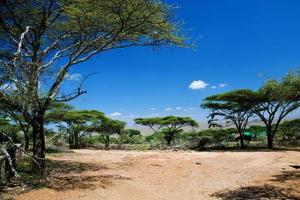 savannelandschap in afrika, serengeti, tanzania foto