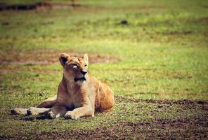 vrouwelijke leeuw liegen. ngorongoro, Tanzania foto