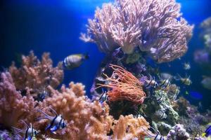 leven onder water. koraalrif, vissen. foto