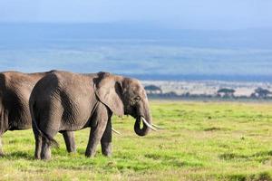 olifanten kudde op savanne. safari in amboseli, kenia, afrika foto