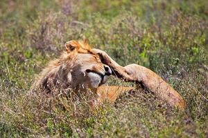 jonge volwassen mannelijke leeuw op savanne. safari in serengeti, tanzania, afrika foto