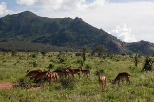 impala's kudde op savanne in afrika foto