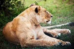 vrouwelijke leeuw liegen. serengeti, Tanzania foto