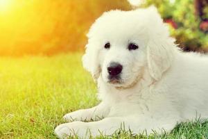 schattige witte puppy hondje liggend op het gras. poolse tatra herdershond foto