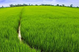 landschap van rijstveld i foto