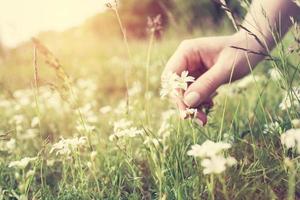 vrouw oppakken van bloemen op een weide, hand close-up. vintage licht foto