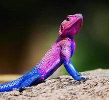 de mwanza platkopige agama. serengeti, Tanzania foto