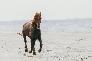 eenzaam paard dat op het zandstrand stapt. foto