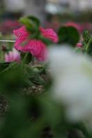 roze snapshot petunia in het groen foto