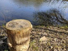 houten stomp op de achtergrond van een blauw meer. lente landschap bij zonnig weer. rimpelingen op het wateroppervlak van de vijver. foto