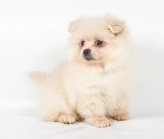 Pommeren spitz puppy op een witte achtergrond foto