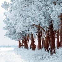 winter bos