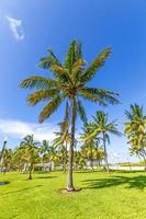 prachtig miami strand met palmbomen