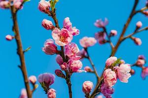 appelboom bloesem in de lente foto