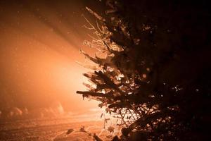 boom bedekt met verse sneeuw in de winternacht foto