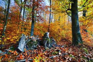 natuurlijk bos in de herfst, herfst foto