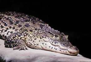 een krokodillenportret op zwart foto