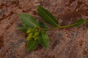 groene jonge aroma lauriertak foto