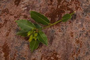 groene jonge aroma lauriertak foto