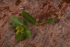 groene jonge aroma lauriertak foto