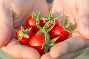 kleine rode tomaten foto
