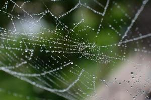 gesloten van spinnenweb met groene wazige achtergrond foto